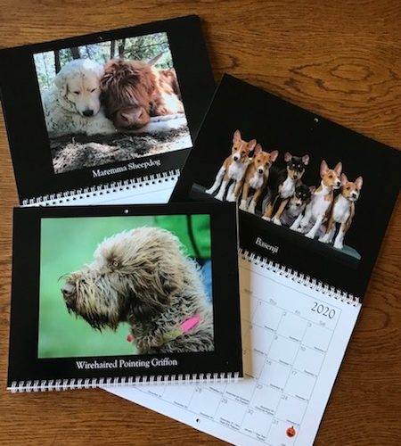 Sold Out: The Dogs of National Purebred Dog Day 2020 Calendar