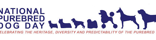 magnetic bumper sticker